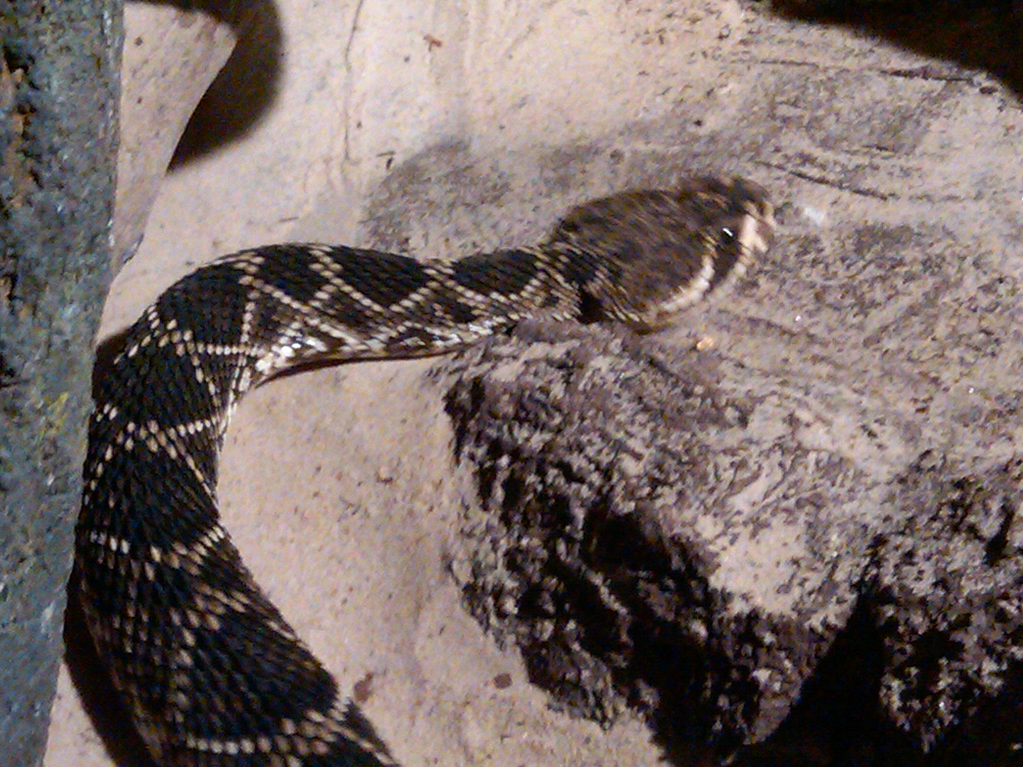 eastern diamondback.jpg [667 Kb]